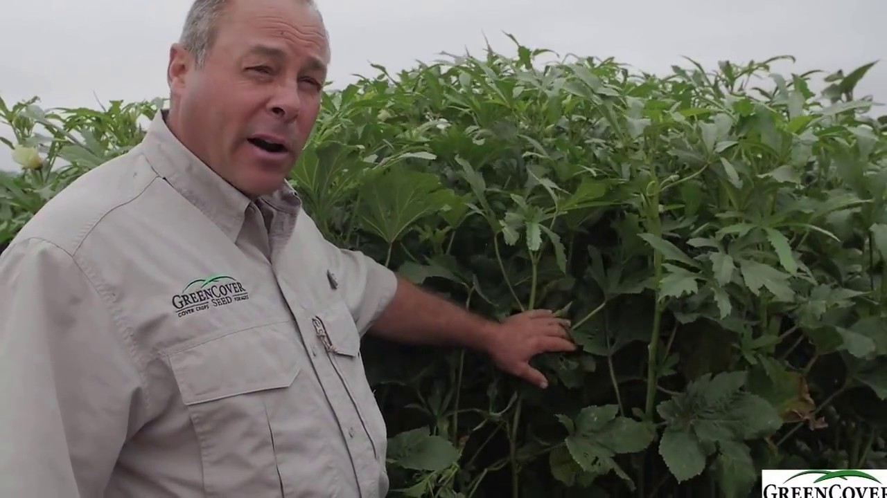 Okra Cover Crop | Test Plot Summer 2016