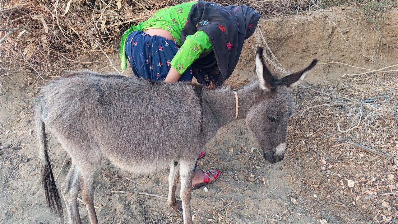 Donkey new funny 😆🤣 video village 