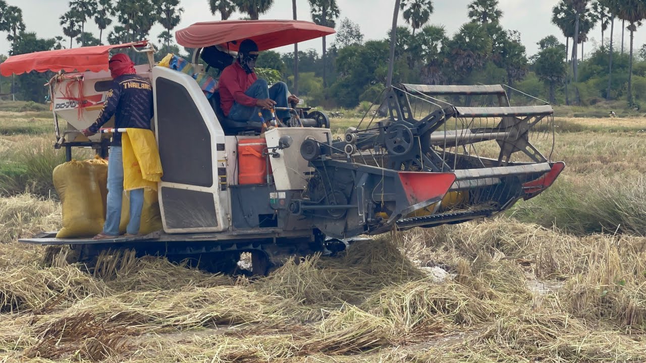 Two men wearing masks are harvesting rice with a Kubota combine harvester.#moni 