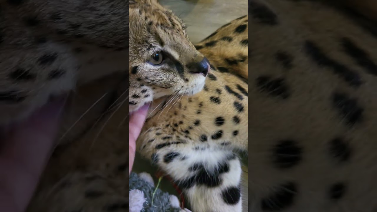 Swaggers jumps like he's on springs. #swaggersthecat #servals #bigcats #fyp #fypcats #trynottolaugh