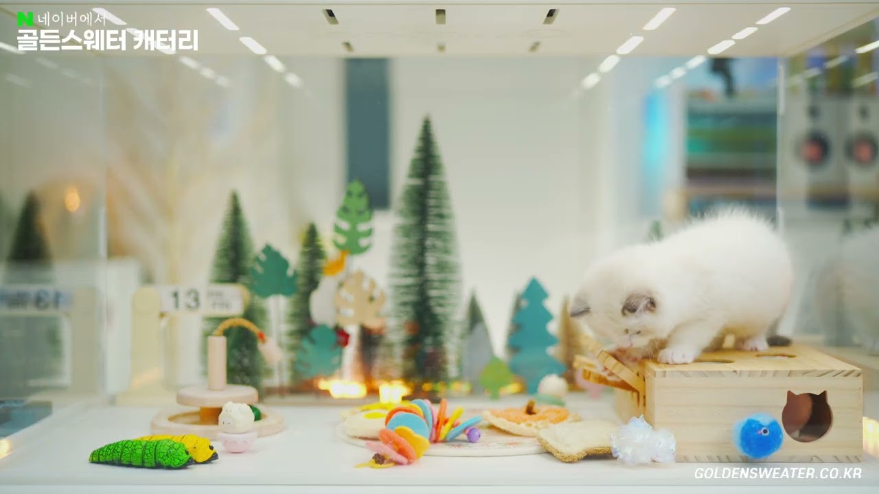 어우야, 골격좋고, 사고치고, 개구장이,인형 ft.랙돌,렉돌,레그돌,블루바이,파란색눈,블루아이