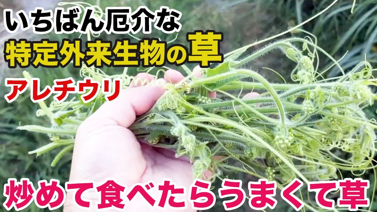 全国的に被害をもたらす特定外来の草をちぎって食ったらうまくて草