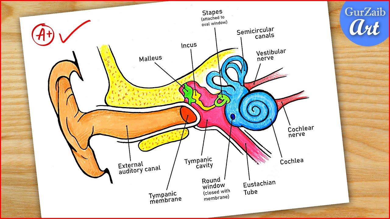 Ear Diagram drawing Colour / easy way / Draw Human Ear anatomy - Step by step for beginners / CBSE
