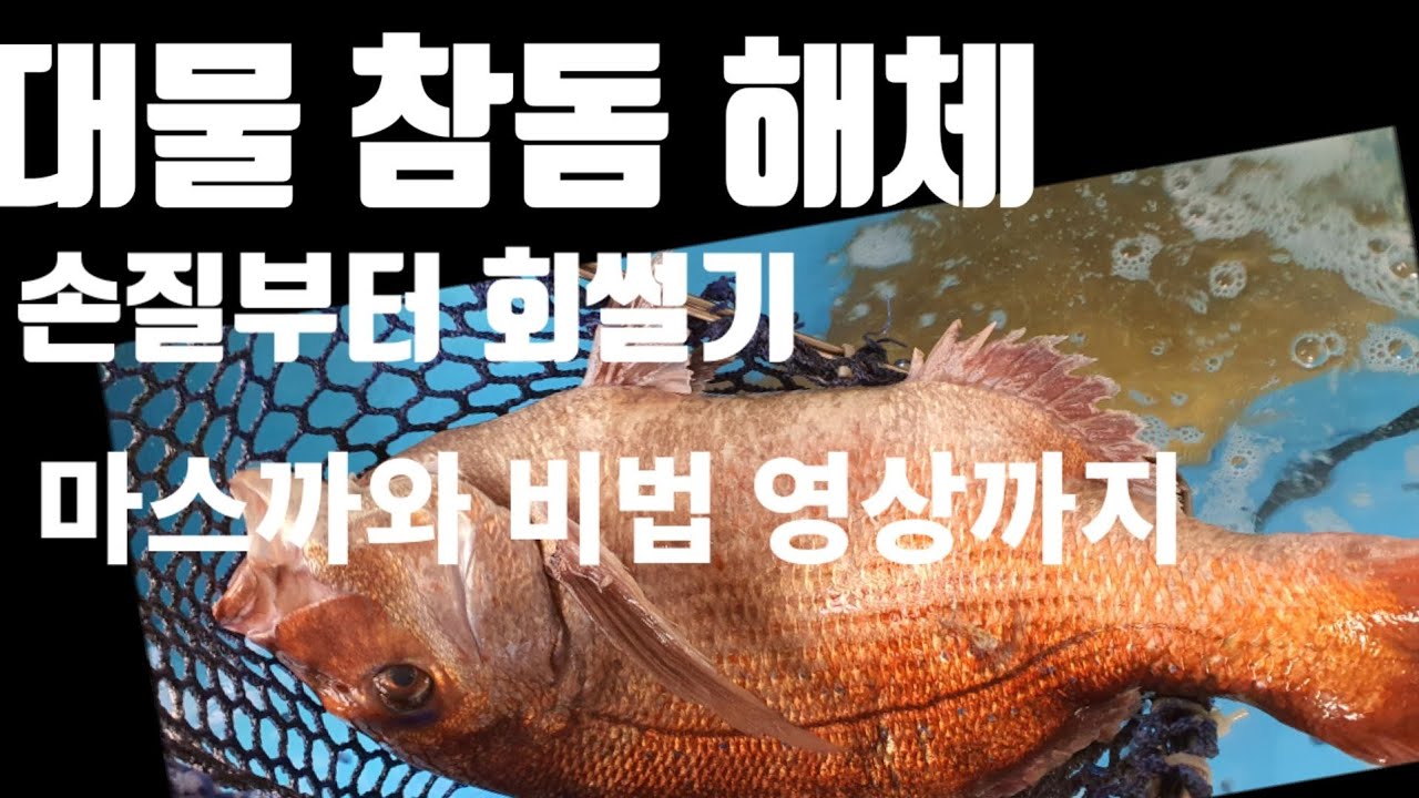 껍질이 맛있는 생선 대물 참돔 해체. 손질부터 회썰기까지 마스까와 비법 전체영상