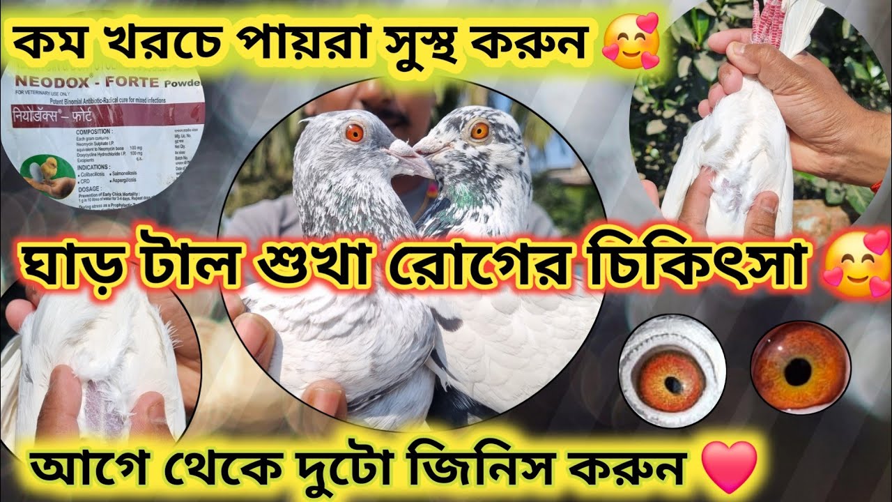 পায়রার ঘাড় টাল ও সুখা রোগের চিকিৎসা 🥰 কম খরচে পায়রা সুস্থ করুন 🥰 @DIPANPIGEONSLOVER 
