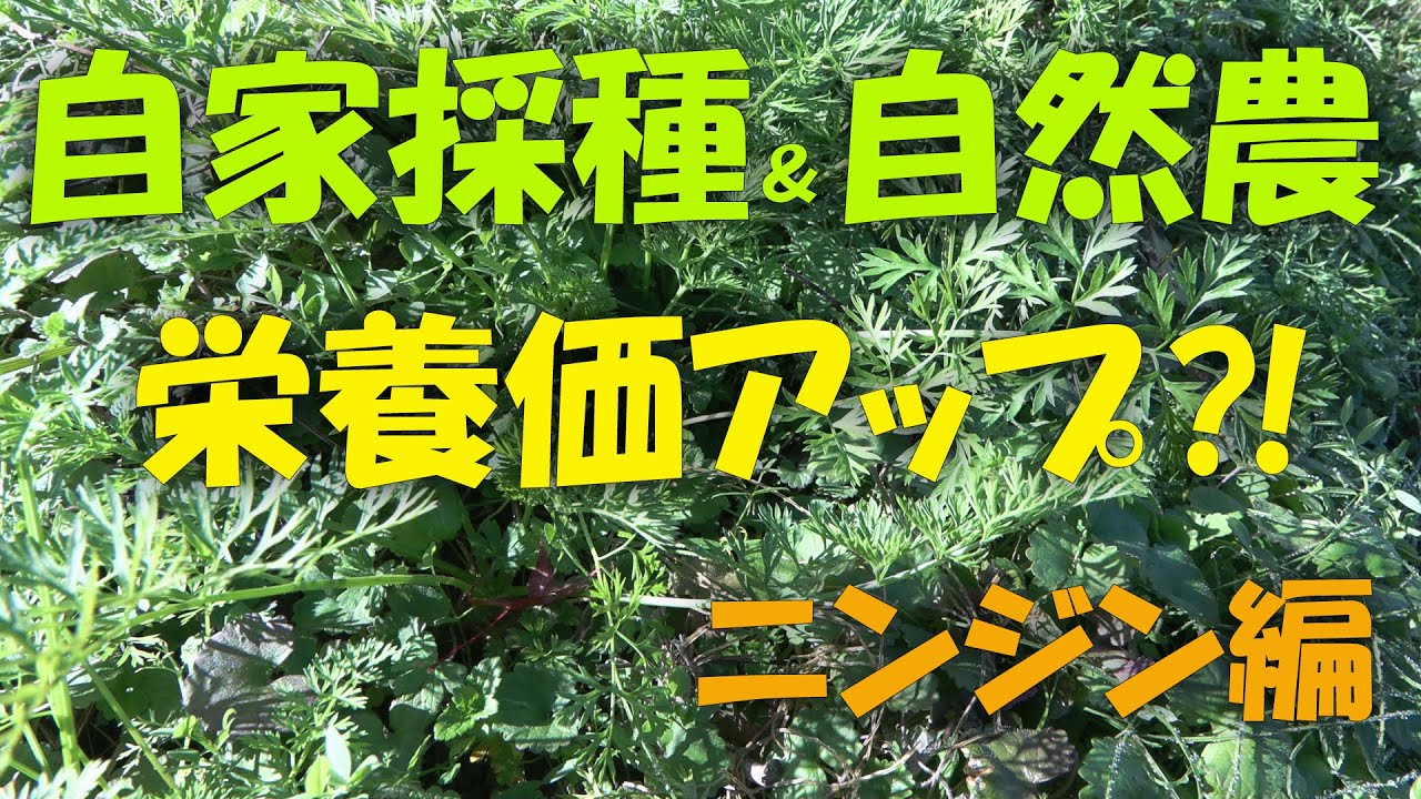 【自家採種】栄養価アップ？ニンジン自然農　【4K】