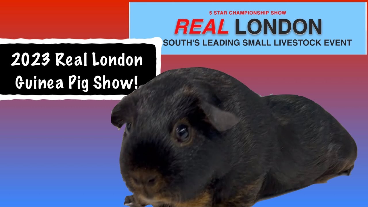 The Real London guinea pig show 2023 - the crufts of cavy shows, biggest show of the year