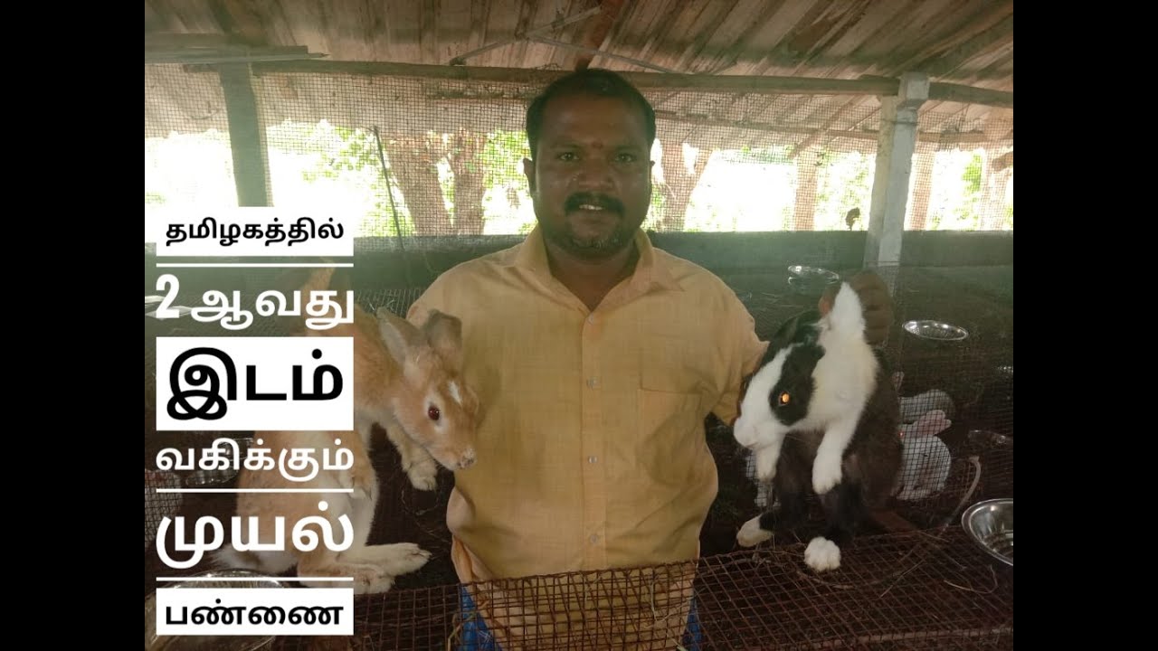 தமிழகத்தில் இரண்டாம் இடம் வகிக்கும் முயல் பண்ணை..