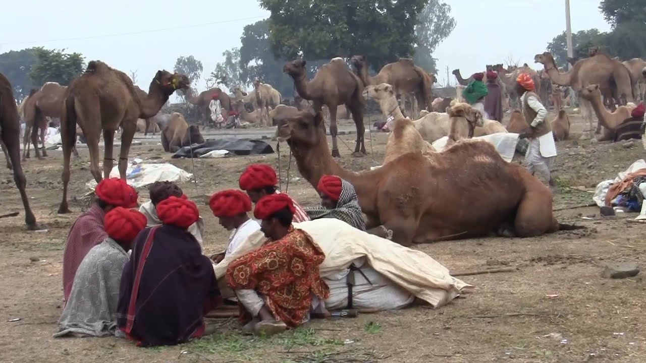 Trip to Rajasthan India: Chandrabhaga Fair / Jhalawar Cattle Fair