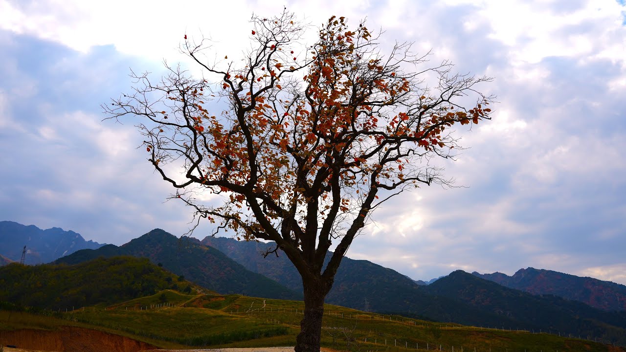 西安蓝田玉山荞麦花海 /Walking on Yushan Mountain in autumn！