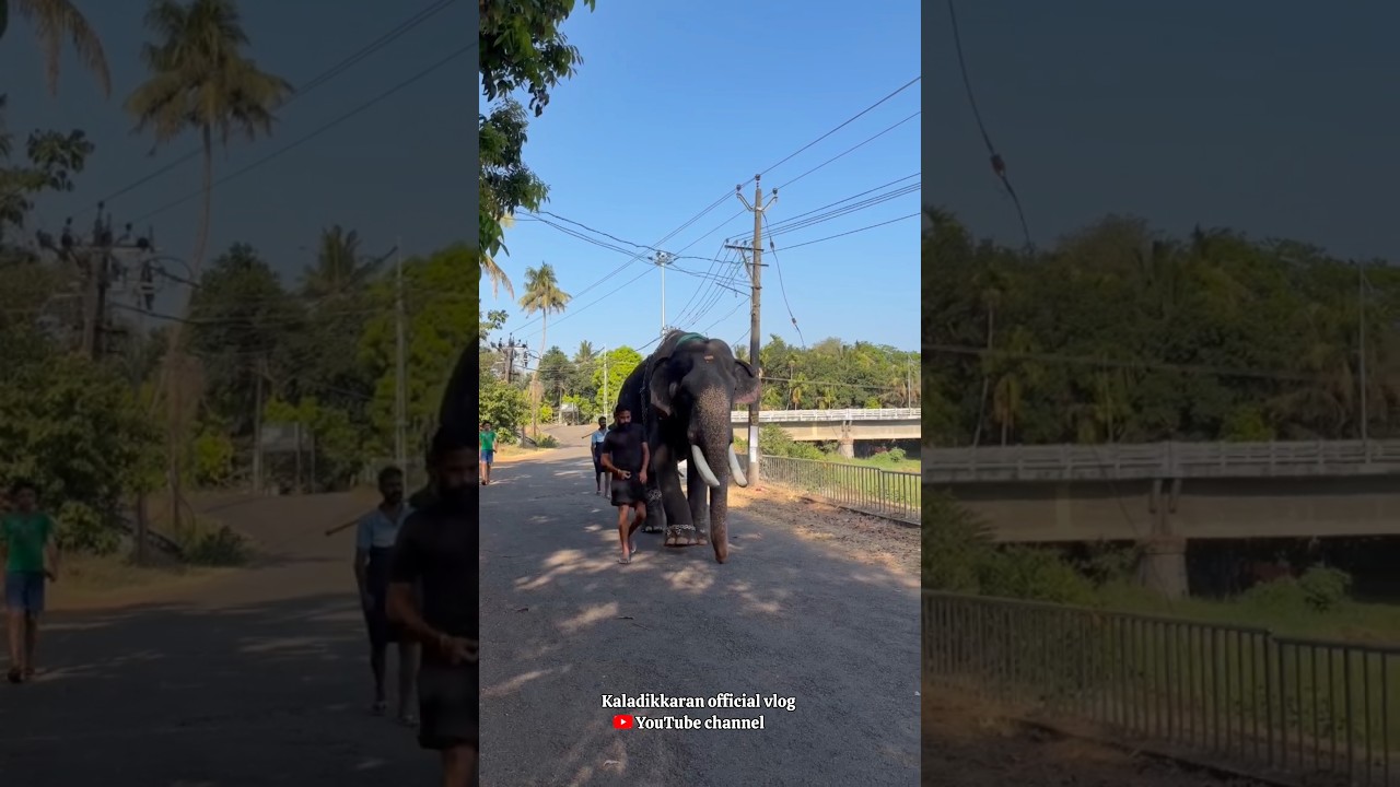 ഇന്നത്തെ ആദ്യത്തെ വഴിയടി 🥰 #elephant #aana #aanaipatty