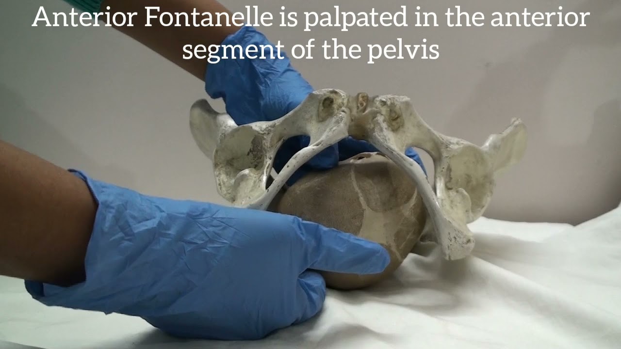 Obstetric Importance of Sutures and Fontanelle - By Love Obstetrics and Gynecology