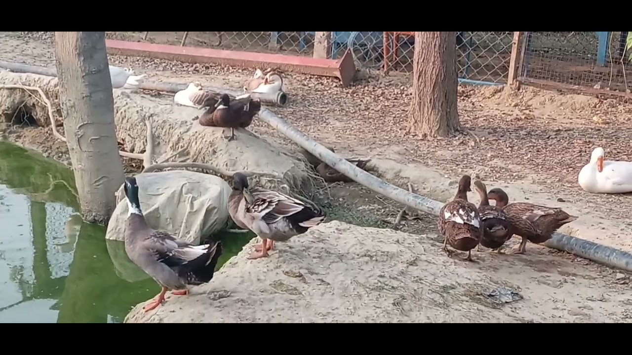 Ducks #duckfarming #duckfarm #duckvideo #cute #cutebirds #farming 