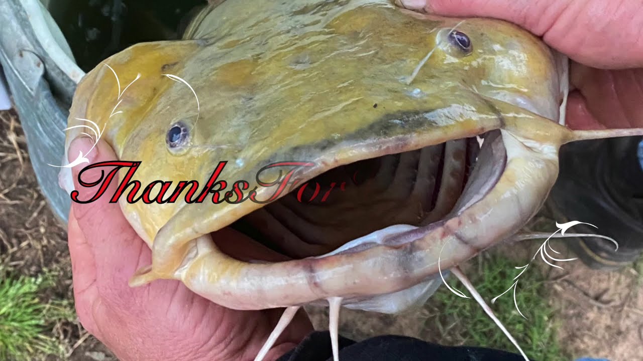PLEASE I NEED 1000 SUBSCRIBERS Funny Fishing Video I Made called  