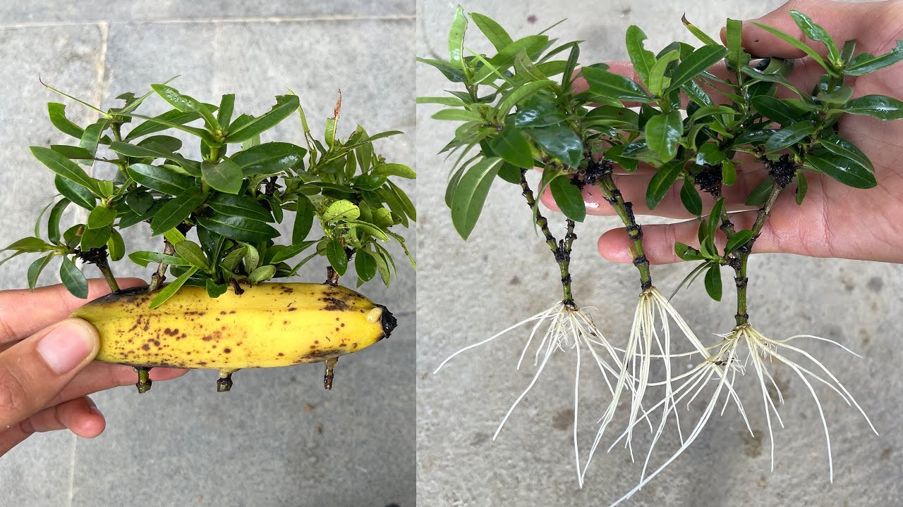 Jak uprawiać kwiaty Ixora coccinea w bananach w domu dla początkujących | Vườn