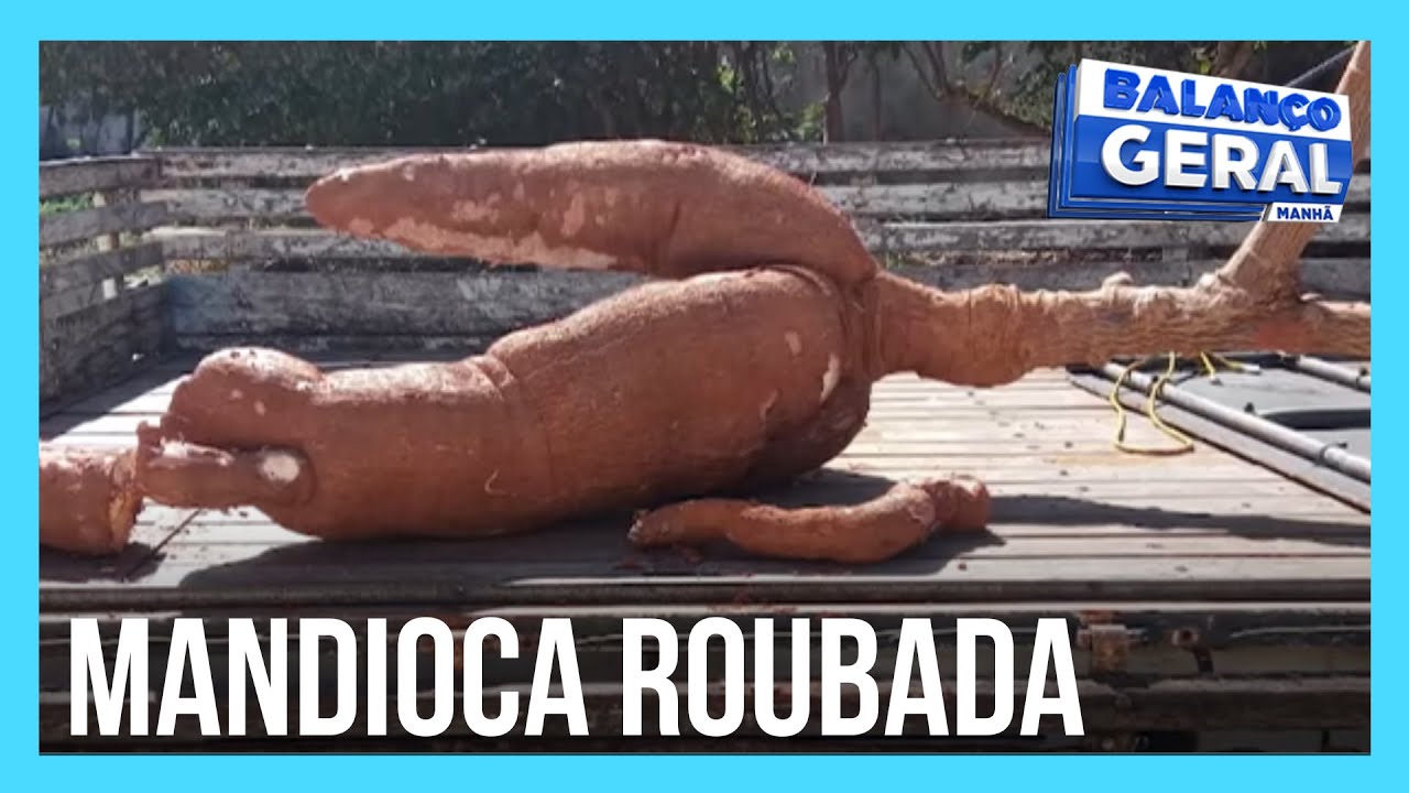 Agricultor tem grande mandioca roubada e perdoa os ladrões