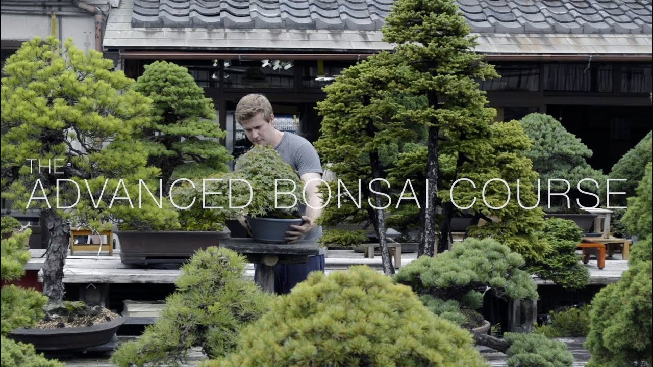 Advanced Bonsai Course - Trailer