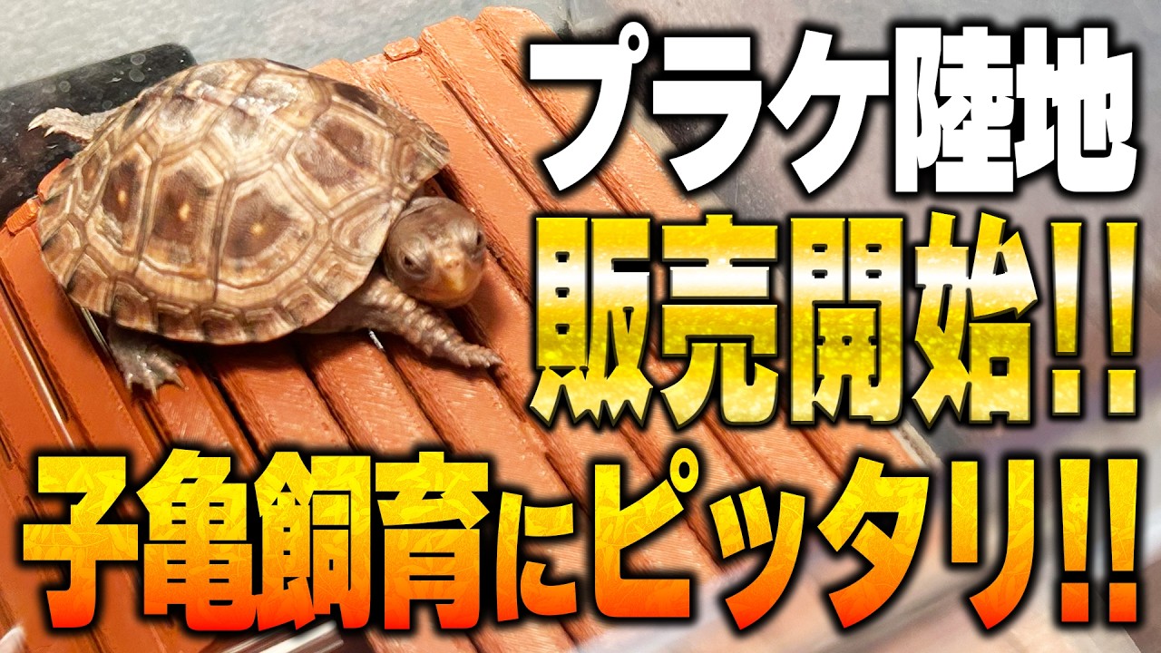 【新商品】プラケにすっぽり収まる多機能陸地！ハコガメや子亀飼育に！【カメ】