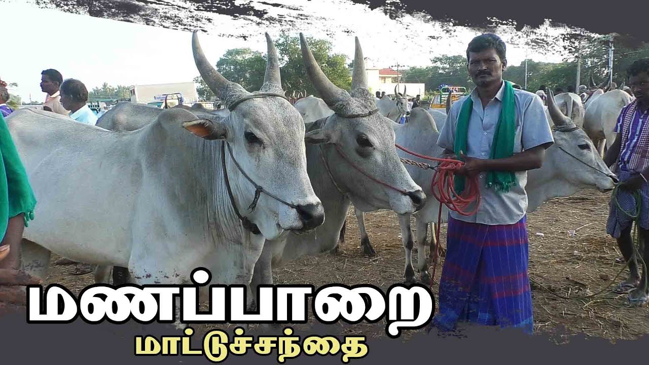 Manapparai mattu santhai | மணப்பாறை மாட்டு சந்தை