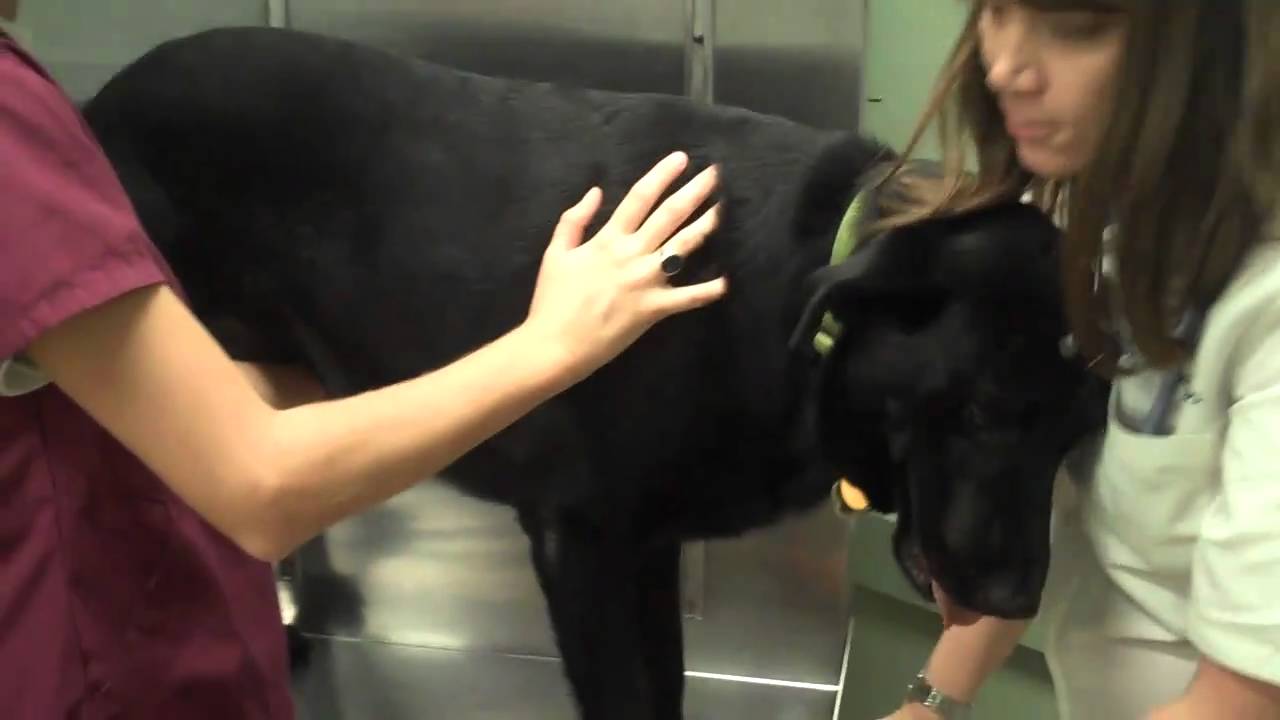 Mt Pleasant SC 29464 Veterinarian Pet Examination