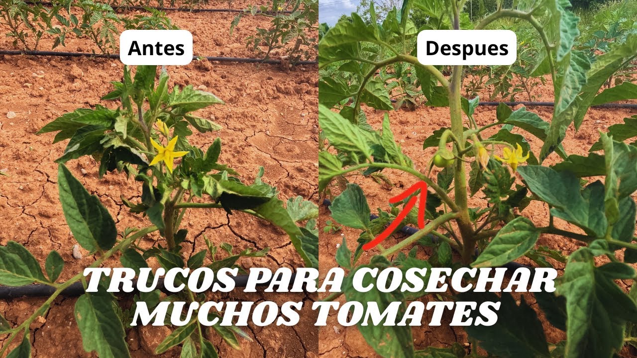 MULTIPLICA TU COSECHA!! TRUCO PARA CULTIVAR MUCHOS TOMATES 🍅