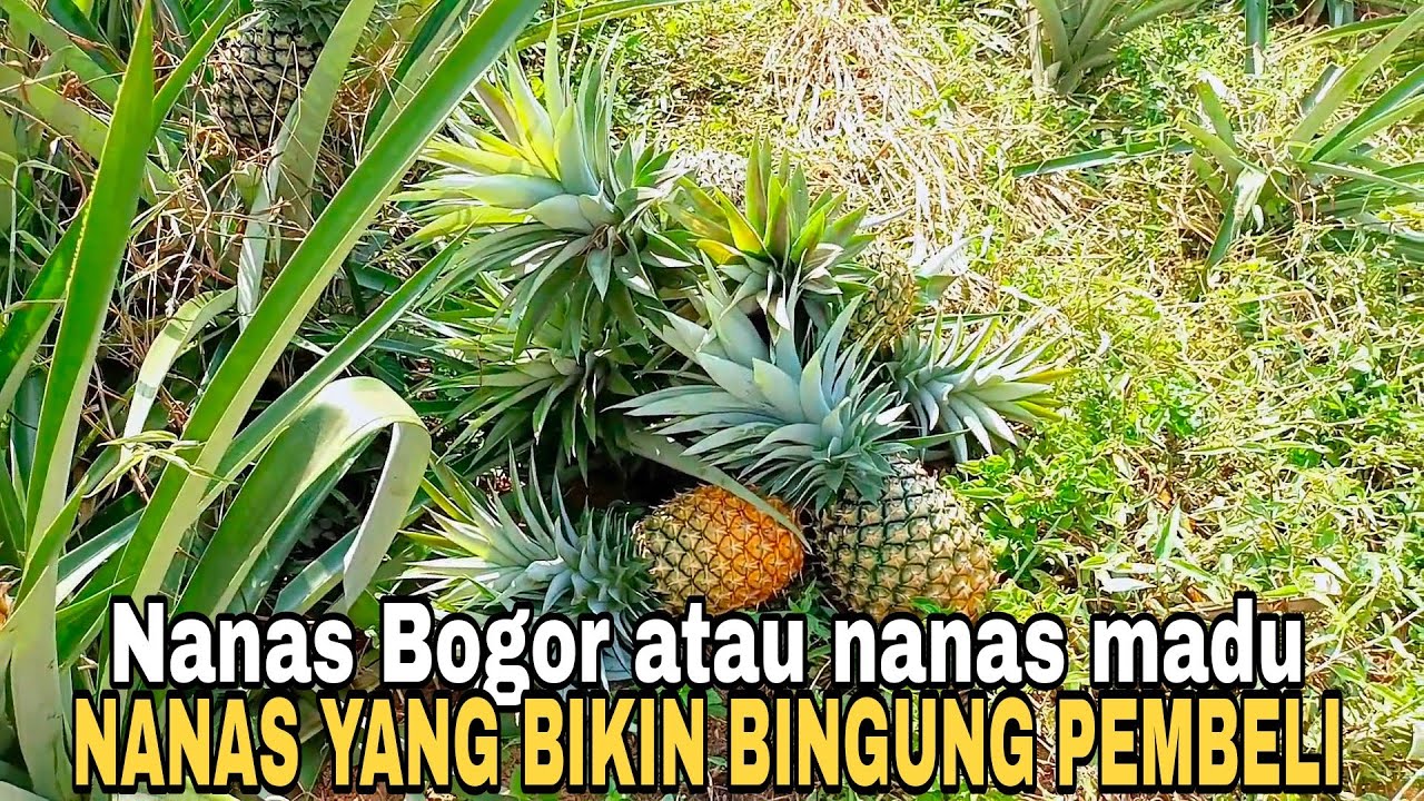MEMBEDAKAN NANAS BOGOR DAN NANAS BATU ATAU NANAS MADU,AGAR TAK SALAH BELI