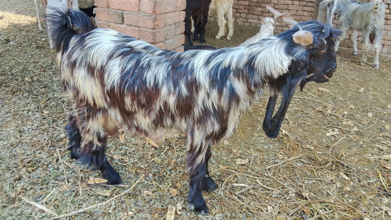 Ddp goats for sale wtspp num 03347071793