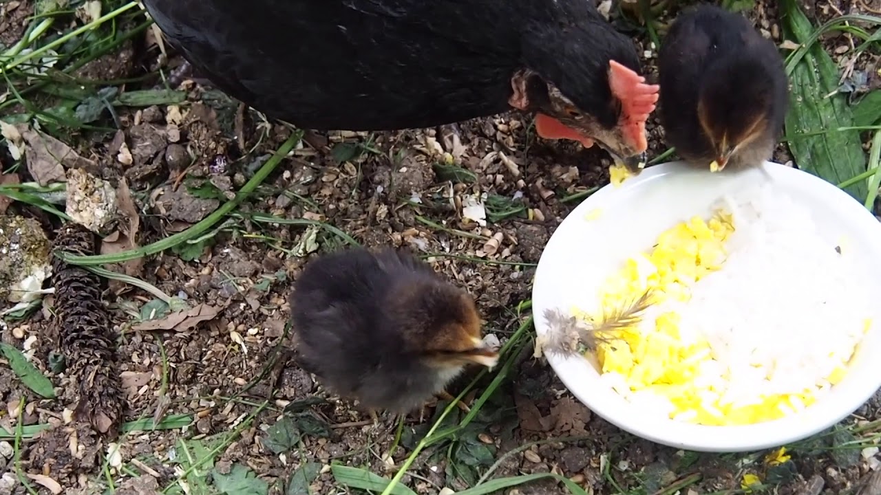 Poule fait manger ses poussins