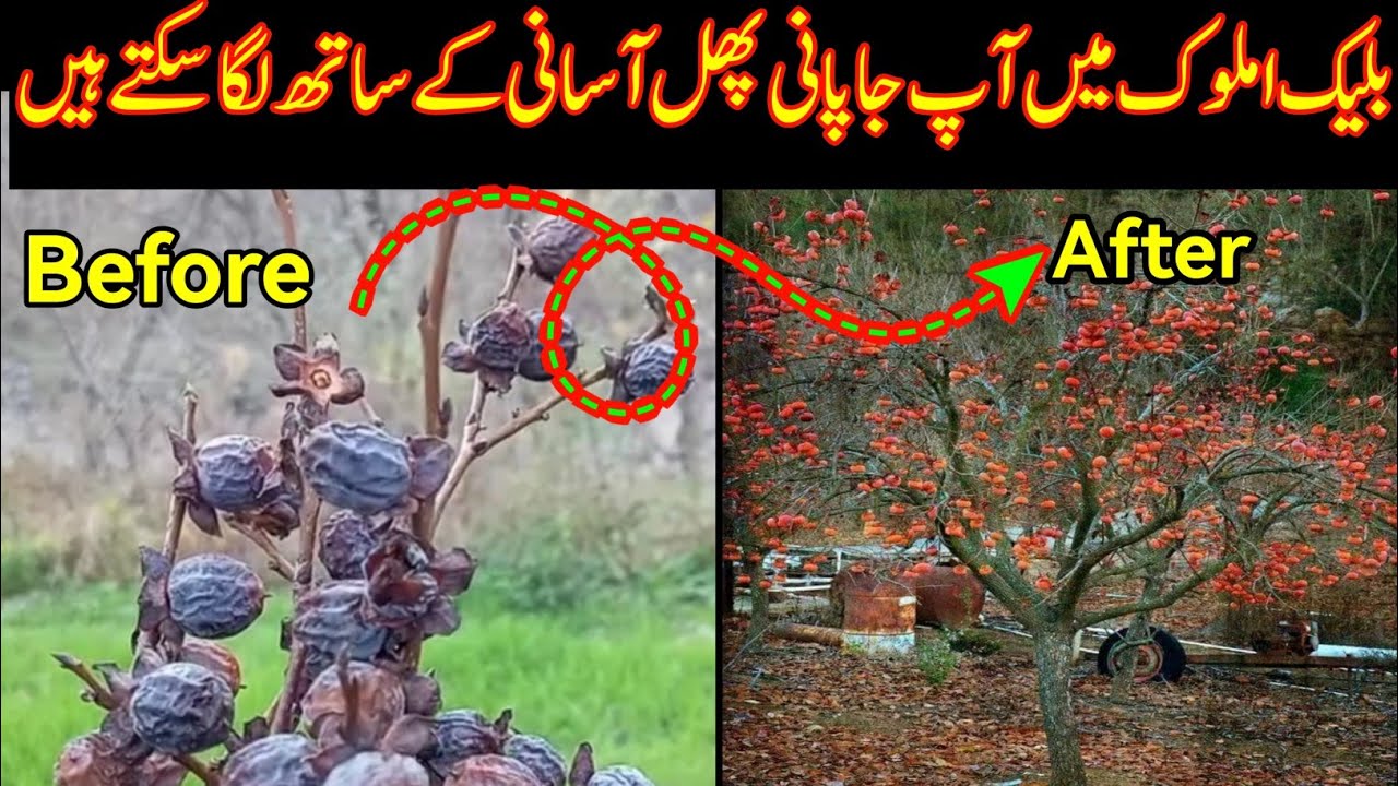 بلیک املوک کا باغ بنا کر اوس میں جاپانی پھل آسانی کے ساتھ لگا سکتے ہیں japaniphal amlok k faidaye
