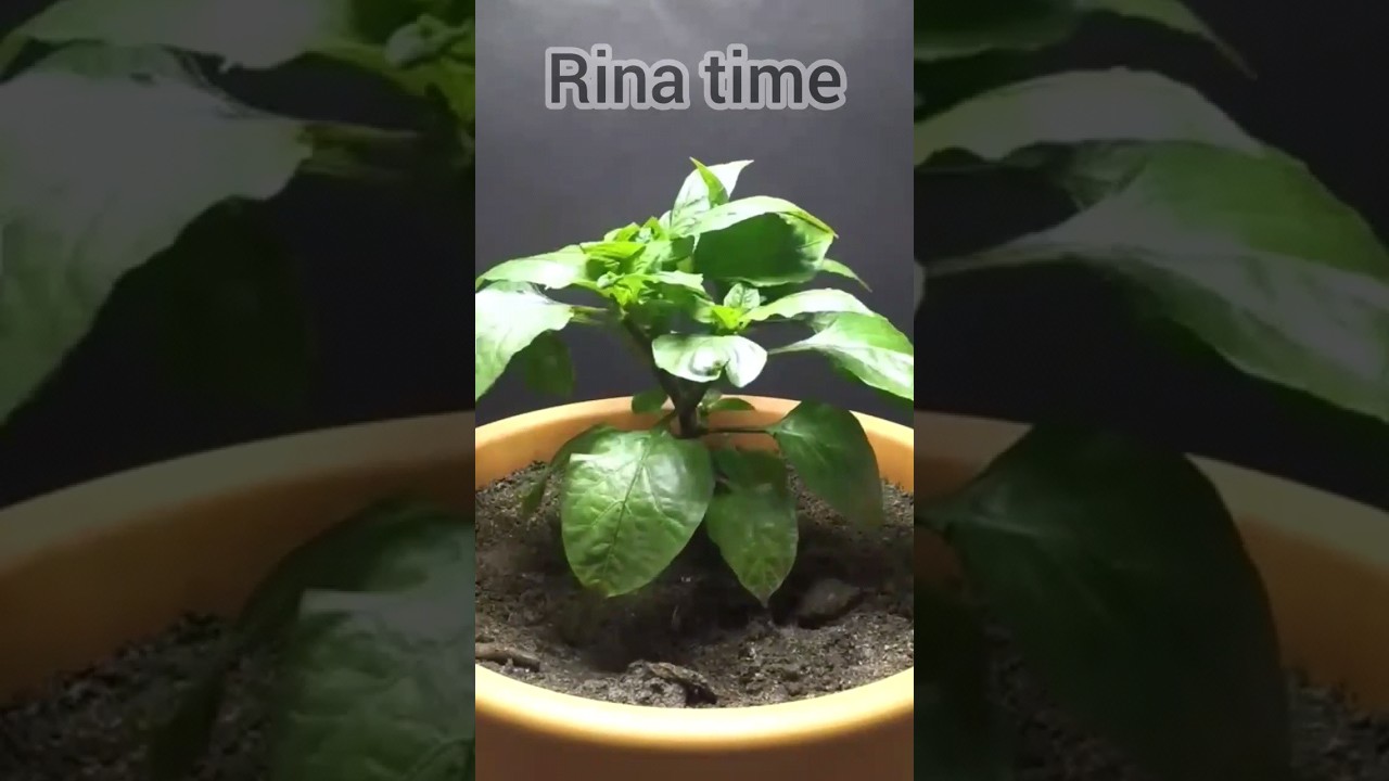 time lapse benih paprika #timelapse #tanaman #paprika