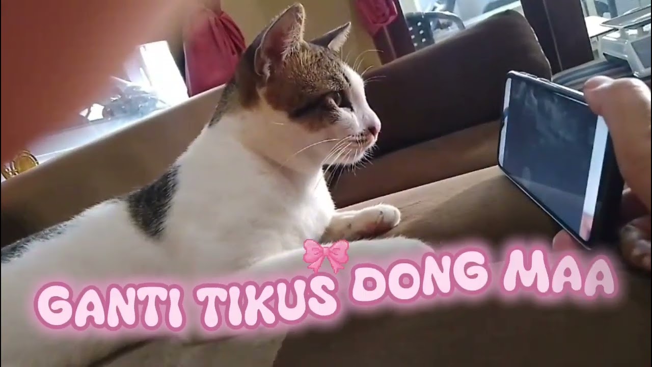 Kucing main pet game #reaksikucingmainpetgame #catreactionplayingpetgame #kucinglucu