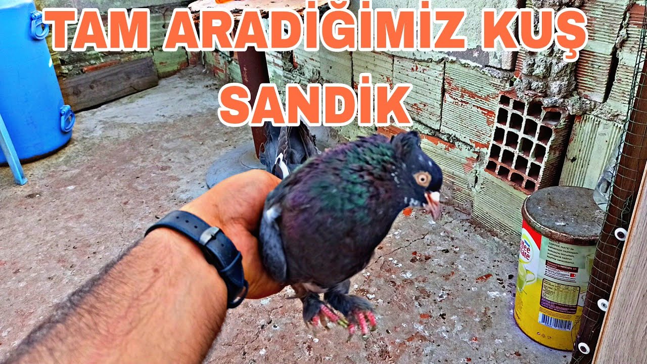 TAM ARADIĞIMİZ KUŞ SANDİK KUŞUN CİNSİNİ BİLENE AŞK OLSUN