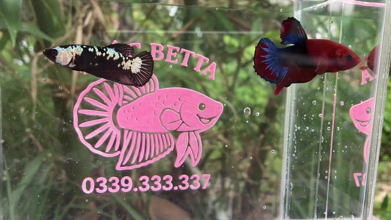 #bettafish