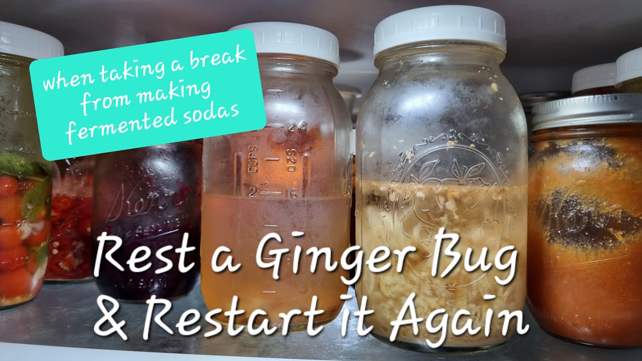 REST A GINGER BUG & START IT AGAIN | Fermented Soda Series