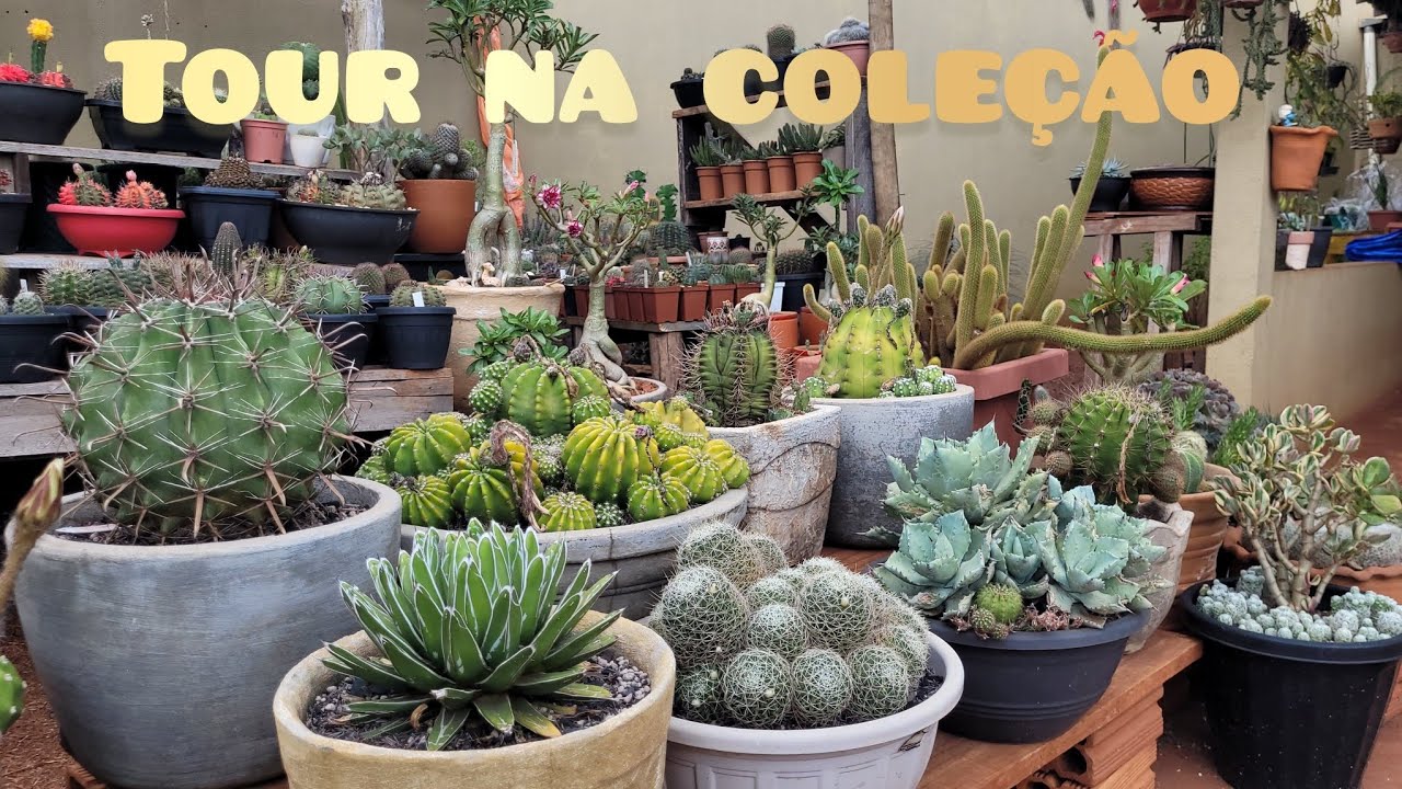 TOUR NA COLE&Ccedil;&Atilde;O. #plantas #jardimdecactos #suculentas #cactos