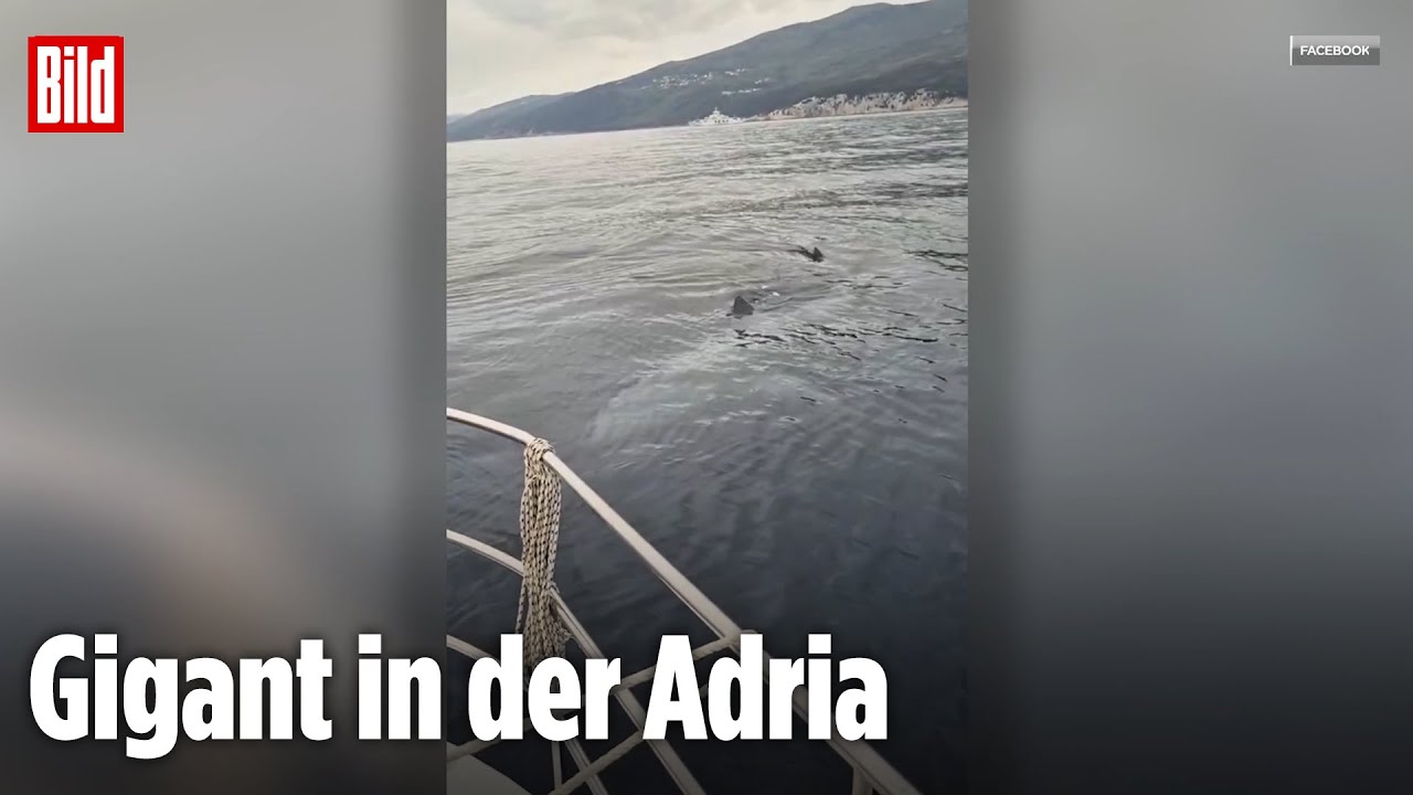 Riesenhai vor Kroatien gesichtet