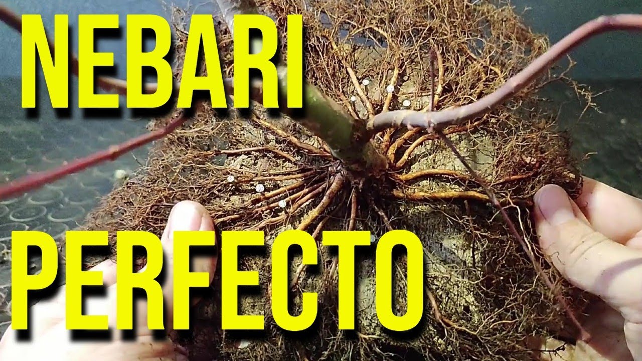 C&oacute;mo hacer un Nebari Perfecto en Acer Palmatum - BONSAI