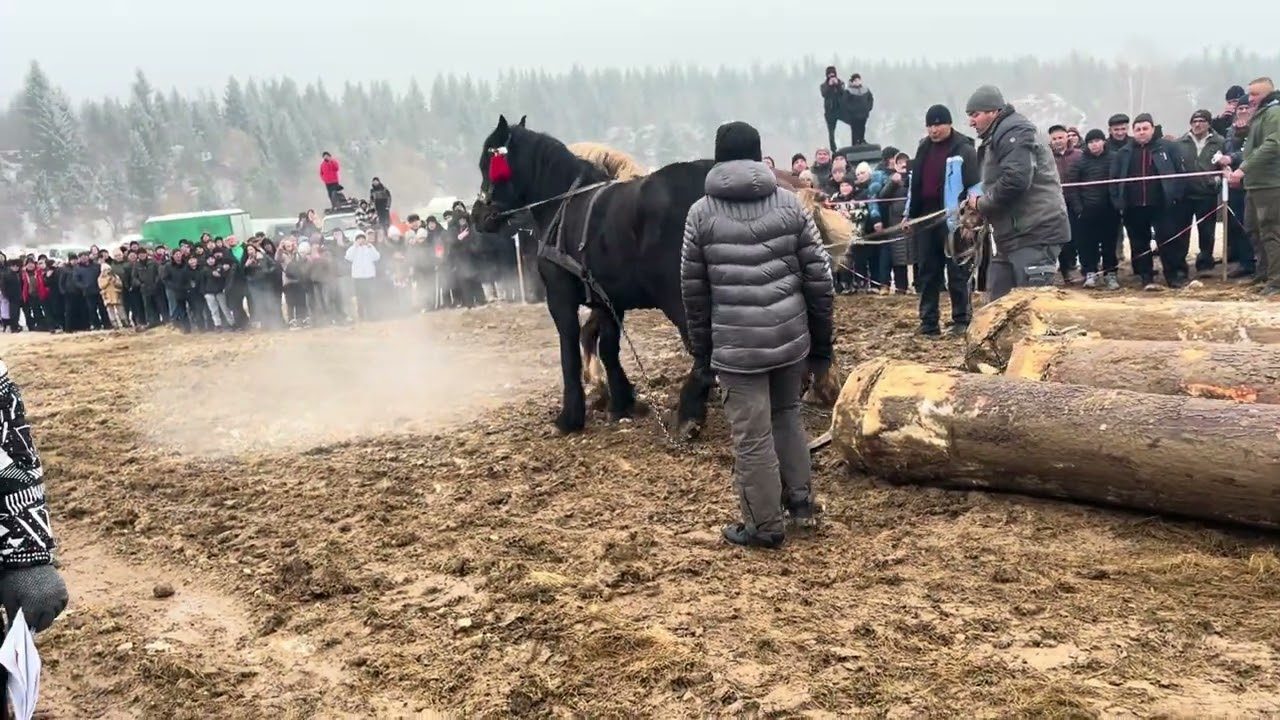 Коні Бойківщини 