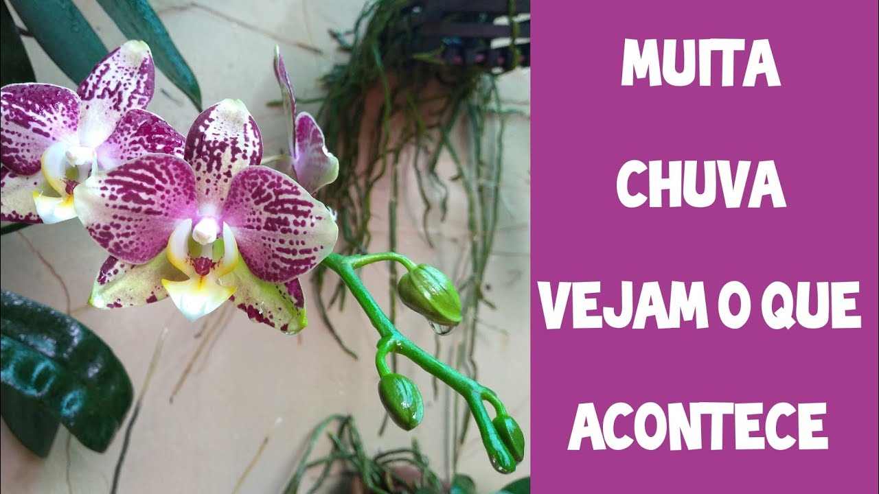 PHALAENOPSIS CULTIVADAS NA CHUVA!