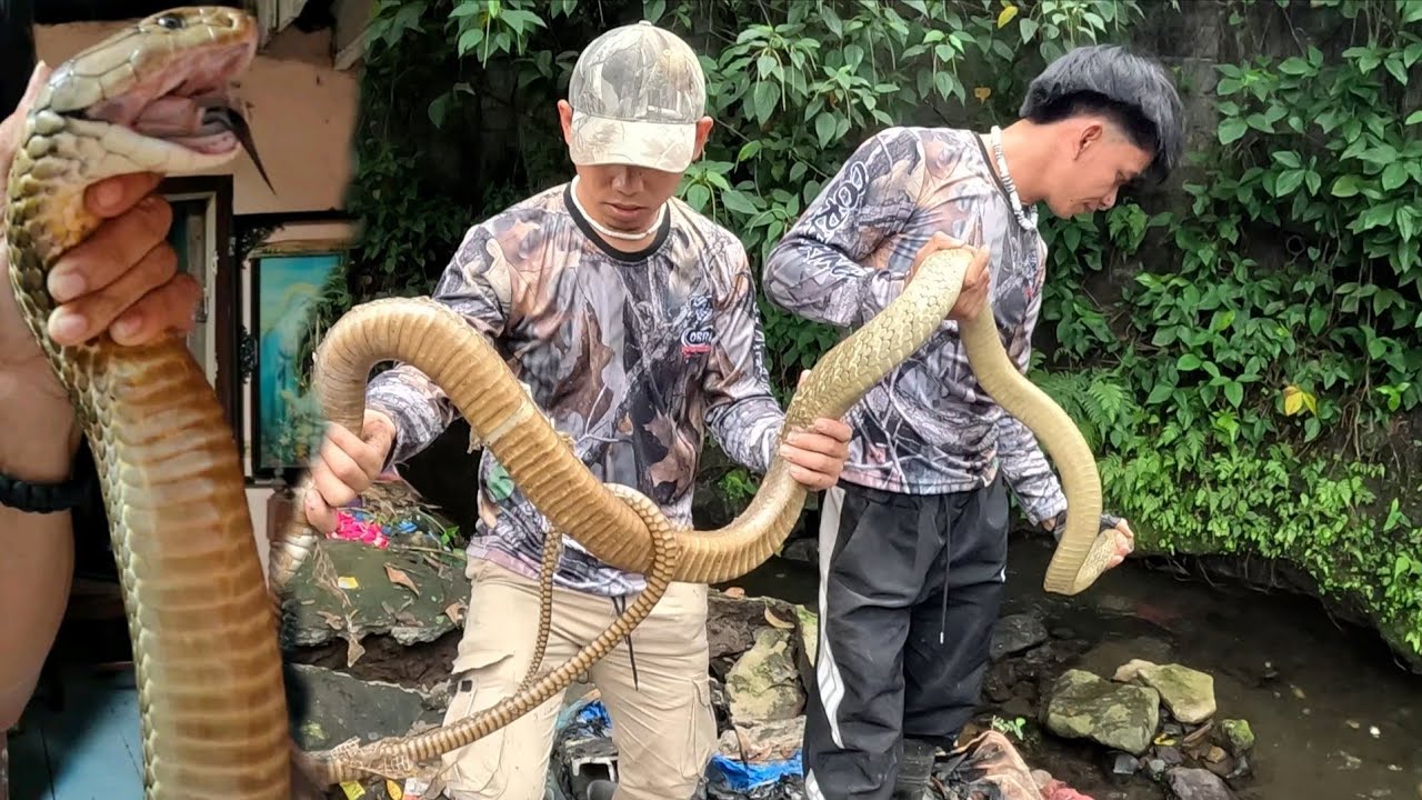MUNTIK NA MAAPAKAN ANG MAHABANG KING COBRA SA CAVITE
