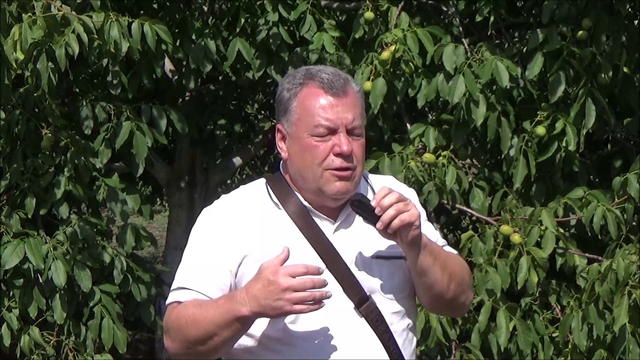 Ореховый сад Анатолия Грыу. Сентябрь 2017г