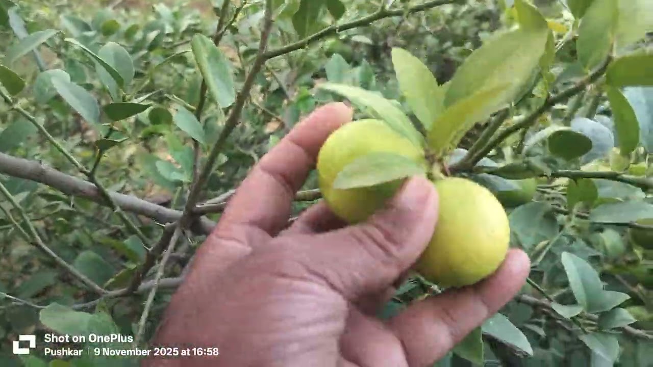 HARVESTING_LEMON FROM SMALL FARM HOUSE AT PUSHKAR. 