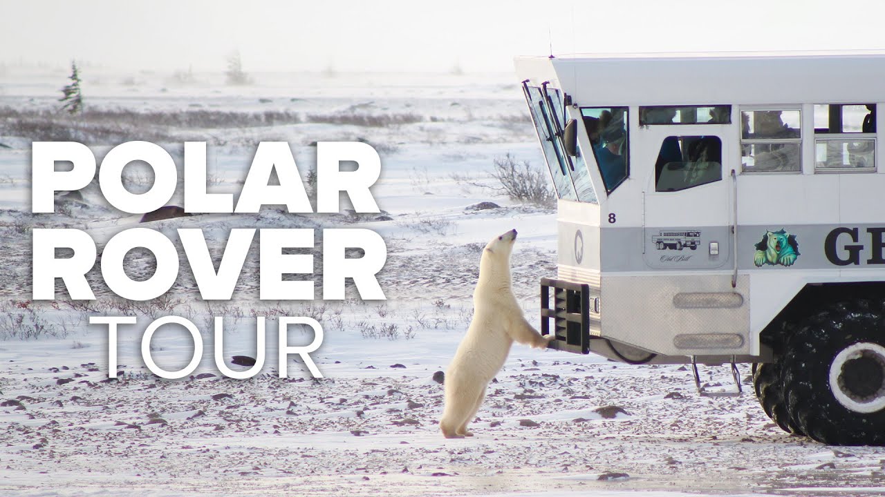 Совершите экскурсию на эксклюзивном вездеходе Polar Rover в Национальном зоопарке — познакомьтесь...
