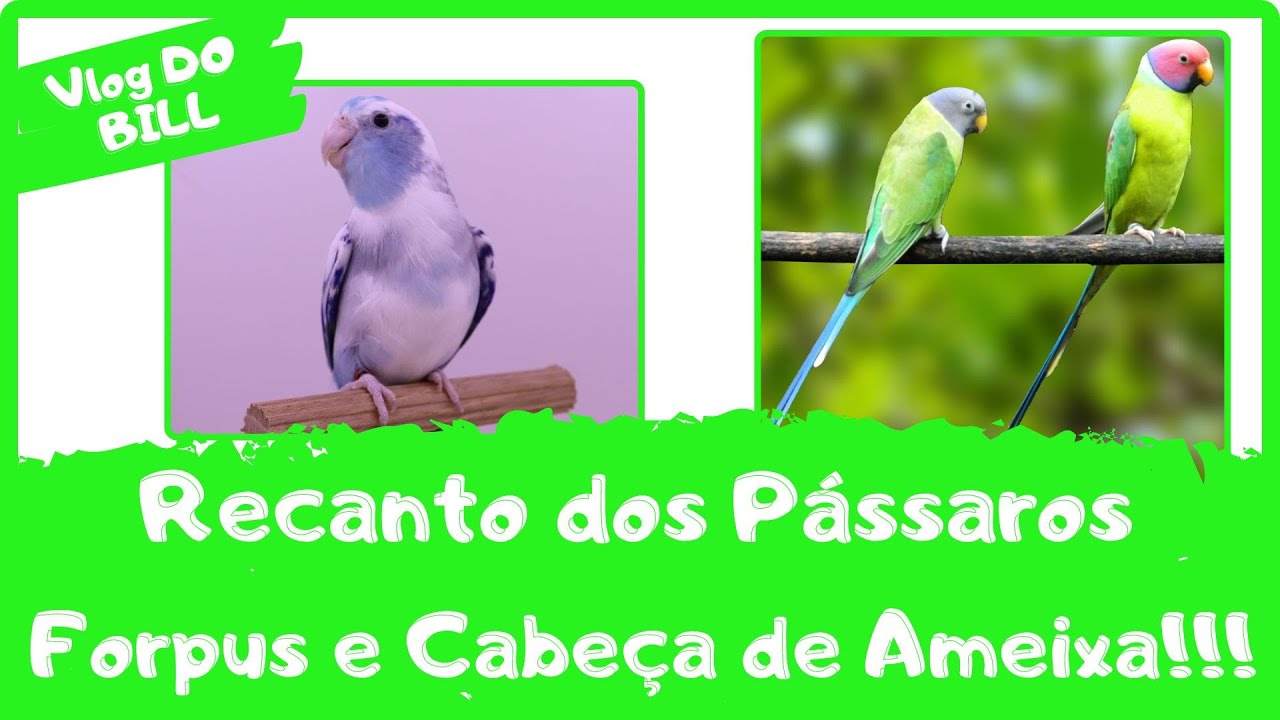 ISALDIR RECEBENDO CASAIS DE FORPUS NO VLOG DO BILL!!!