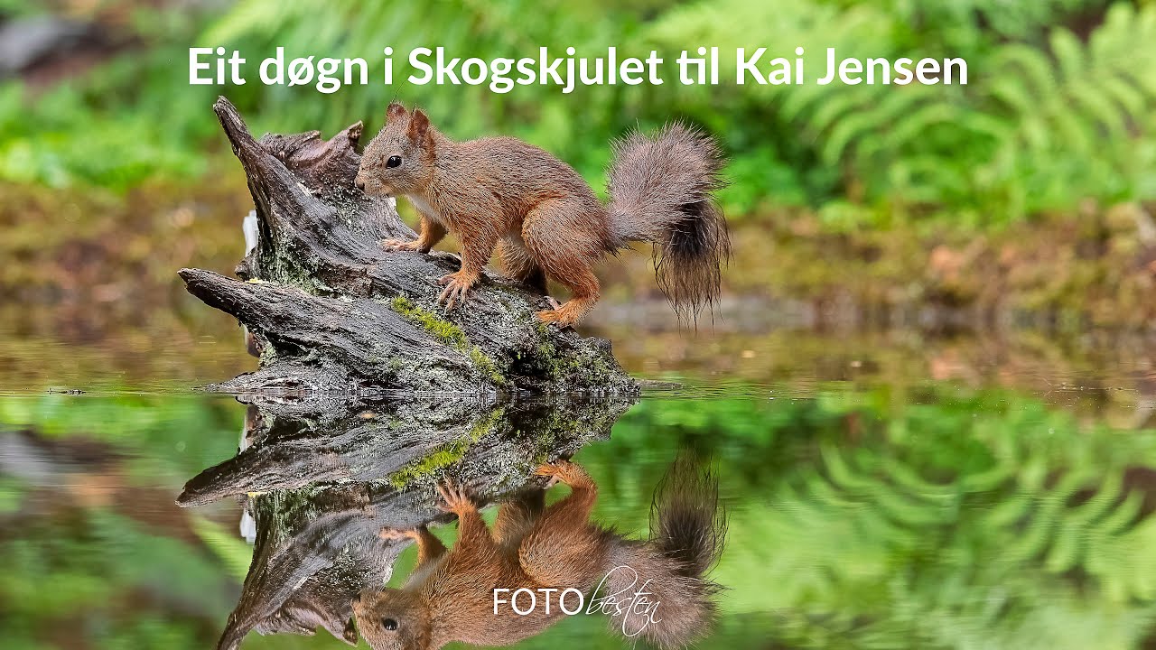 Et døgn i Skogsskjulet til Kai Jensen 2025