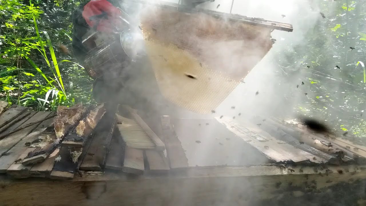 How to harvest honey. ep 1