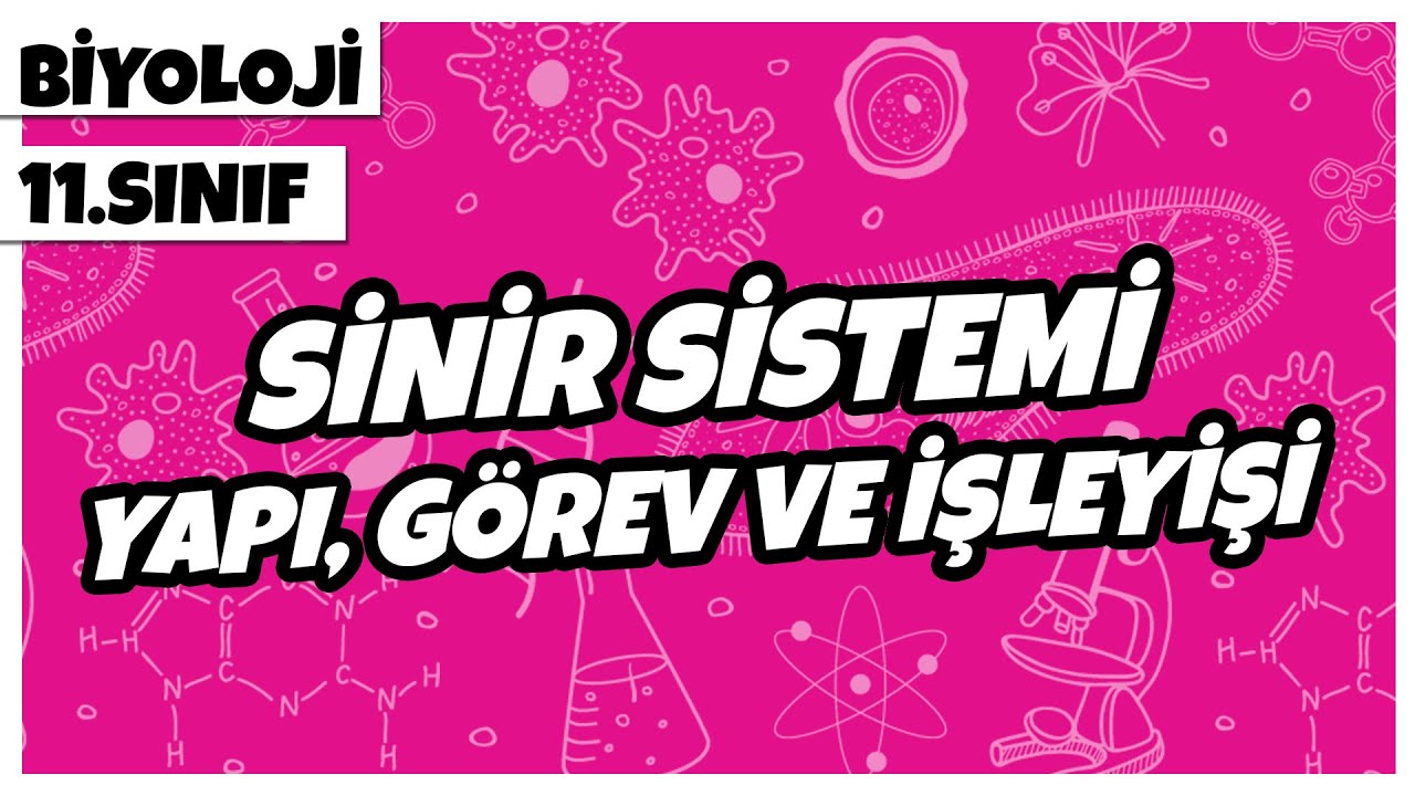 11. Sınıf Biyoloji - Sinir Sisteminin Yapı, Görev ve İşleyişi | 2022