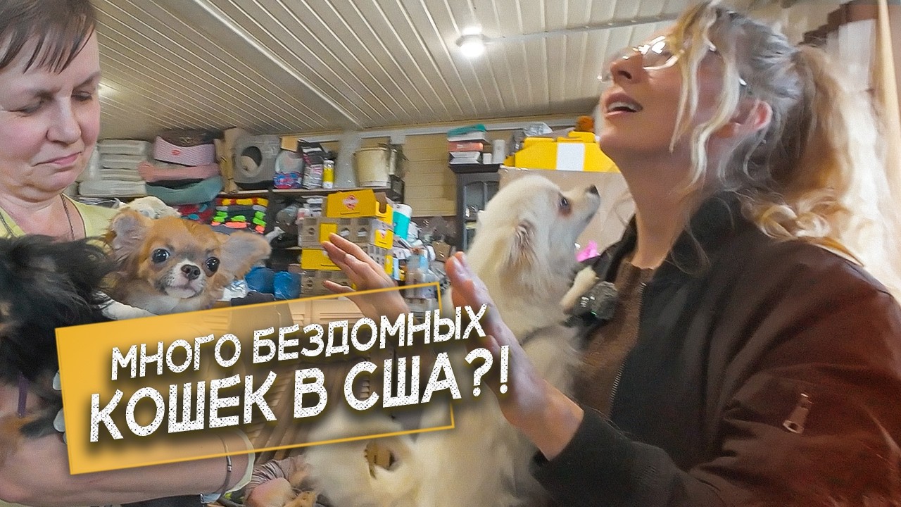 Guests from New York! There are no homeless dogs at all, but there are plenty of homeless cats! Why?