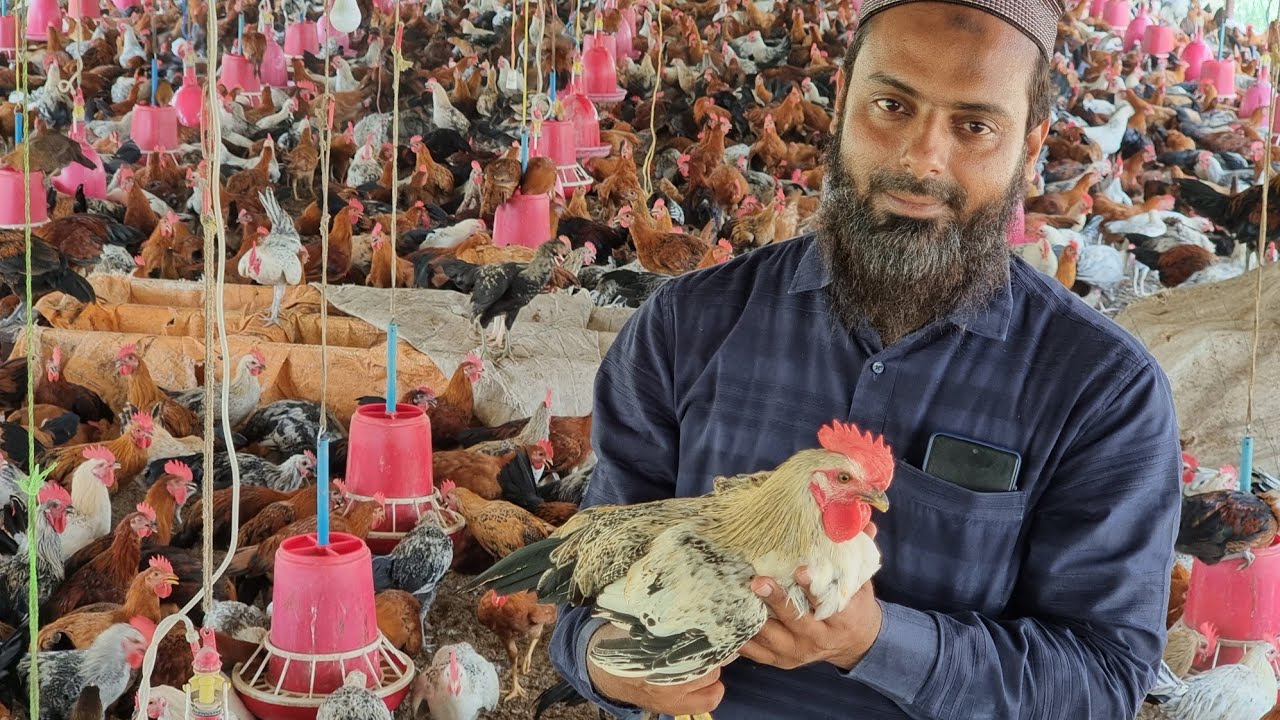 30000 Sonali Desi Poultry Farm by Sarfaraz Bhai
