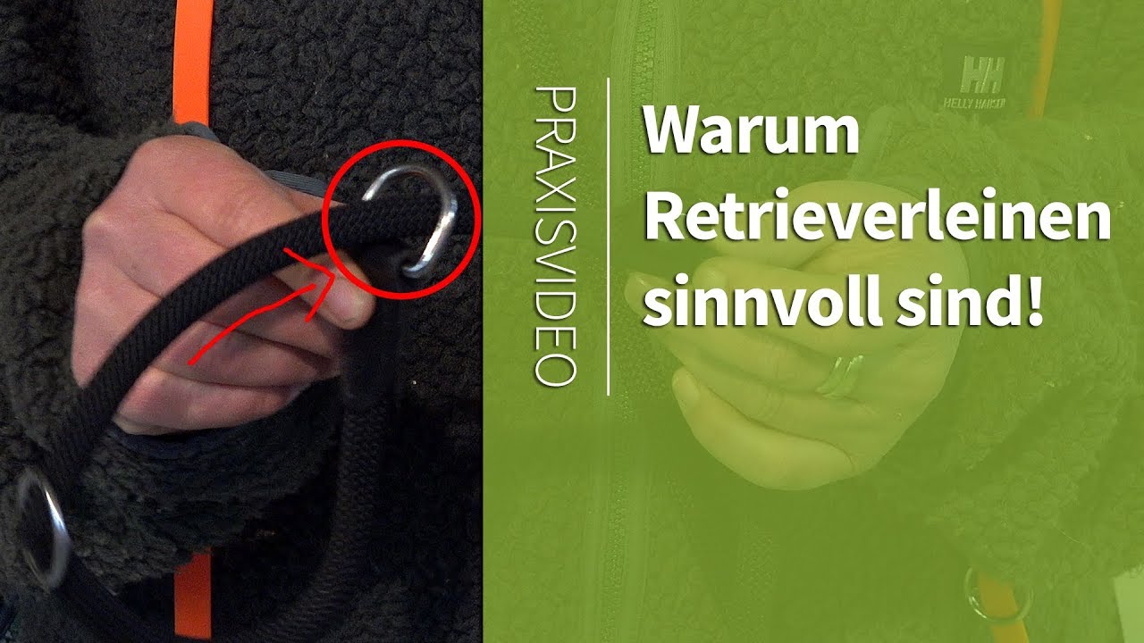 Retrieverleine ► Warum Retrieverleinen sinnvoll sind ► Praxisvideo